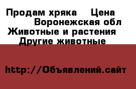 Продам хряка  › Цена ­ 17 000 - Воронежская обл. Животные и растения » Другие животные   